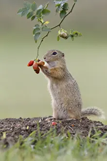 Spermophilus Prints: European ground squirrel -Spermophilus citellus- upright, feeding on a rosehip, Austria