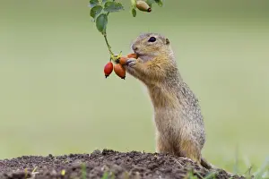 Spermophilus Prints: European ground squirrel -Spermophilus citellus- upright, feeding on a rosehip, Austria