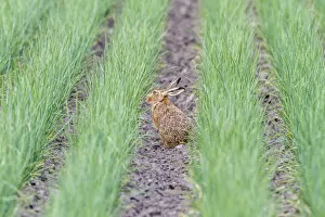 Images Dated 5th June 2014: European Hare or Brown Hare -Lepus europaeus-, Seewinkel, Burgenland, Austria