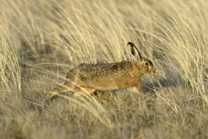 Images Dated 4th May 2013: European Hare -Lepus europaeus-, running in the tall marram grass, Dunes of Texel National Park