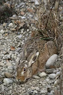 Images Dated 2nd December 2011: European Hare -Lepus europaeus- crouched in a shallow form, Allgaeu, Bavaria, Germany, Europe