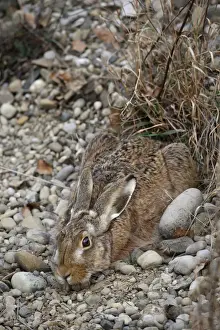 European Hare -Lepus europaeus- crouched in a shallow form, Allgaeu, Bavaria, Germany, Europe