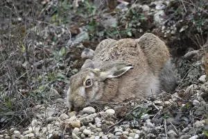 Dieter Hopf Prints: European Hare -Lepus europaeus- crouched in a shallow form