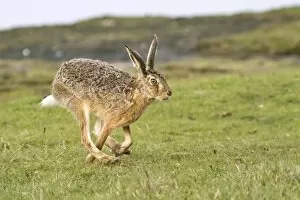 European Hare -Lepus europaeus- running, North Hesse, Hesse, Germany