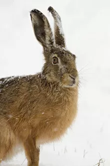Images Dated 26th March 2013: European Hare -Lepus europaeus- in the snow, Burgenland, Austria