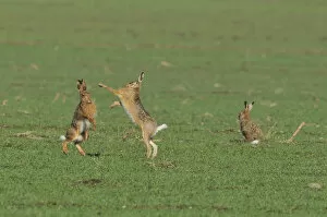 Images Dated 20th March 2011: Two European Hares -Lepus europaeus- fighting on a field, a third one next to it