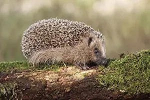 Hedgehog Prints: European Hedgehog -Erinaceus europaeus-, young, 7-8 weeks, Allgau, Bavaria, Germany