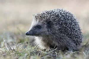 Images Dated 24th March 2015: European hedgehog (Erinaceus europaeus), Emsland, Lower Saxony, Germany
