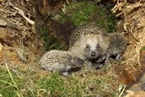 Images Dated 4th September 2014: European Hedgehog -Erinaceus europaeus- with young, 19 days, in the nest in an old tree stump