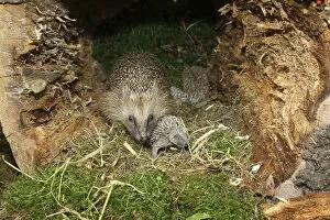 Images Dated 29th August 2014: European Hedgehog -Erinaceus europaeus- with young, 13 days, just about to open the eyes