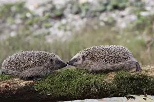 Spiked Prints: European Hedgehogs -Erinaceus europaeus-, young, 7-8 weeks, Allgau, Bavaria, Germany