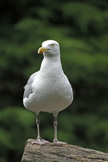 Tree Stump Gallery: European herring gull (Larus argentatus) perched on a tree trunk