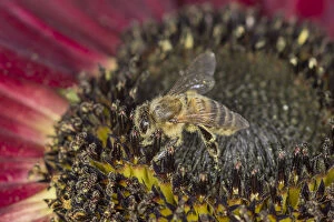 Images Dated 14th September 2014: European Honey Bee -Apis mellifera- on a red Sunflower -Helianthus-
