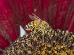 Apis Prints: European Honey Bee -Apis mellifera- on a red Sunflower -Helianthus-