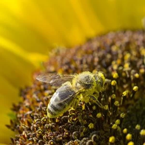 Images Dated 13th September 2014: European Honey Bee -Apis mellifera- on a Sunflower -Helianthus-