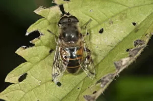 Images Dated 16th July 2012: European Hoverfly or Drone Fly -Eristalis tenax-, male, Untergroeningen, Baden-Wuerttemberg