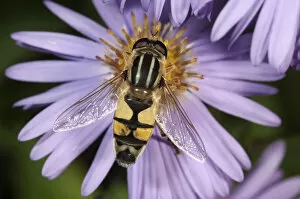 Images Dated 3rd October 2011: European hoverfly -Helophilus trivittatus-, feeding on Autumn aster -Aster sp