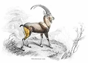 Images Dated 25th May 2017: European ibex lithograph 1884