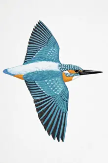 European Kingfisher, Common Kingfisher (Alcedo atthis), adult male