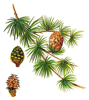 European Larch or Larix tree (Larix decidua). Branch with green foliage and brown cones isolated on white background