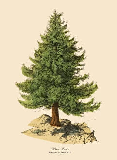 Images Dated 22nd March 2016: European Larch Tree or Pinus Larix, Victorian Botanical Illustration