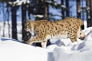 Great Prints: European lynx (Felis lynx, Lynx lynx) running in the snow