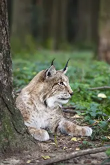 Like Prints: European lynx (Lynx lynx), resting, Bavaria, Germany, Europe