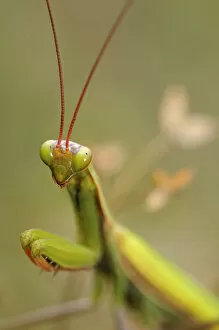 Blurred Gallery: European Mantis or Praying Mantis -Mantis religiosa-, Alsace, France, Europe