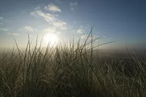 Images Dated 27th August 2014: European Marram Grass or Beach Grass -Ammophila arenaria- in front of heathland in the mist at sunrise