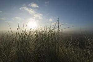 European Marram Grass or Beach Grass -Ammophila arenaria- in front of heathland in the mist at sunrise, Henne, Region of Southern Denmark, Denmark