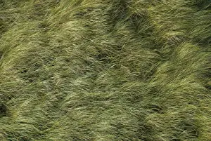 European marram grass, Beachgrass (Ammophila arenaria) in the wind, North Sea, Denmark, Europe