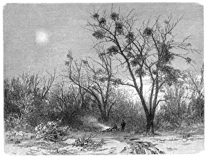 Mistletoe Prints: European mistletoe, common mistletoe (Viscum album)