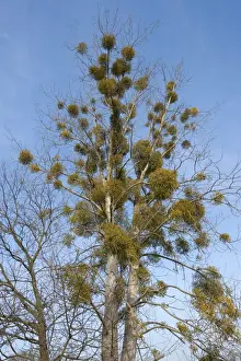 Willow Tree Prints: European Mistletoe or Common Mistletoe -Viscum album- growing on a Poplar tree -Populus sp