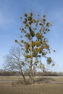 Cropland Prints: European Mistletoe or Common Mistletoe -Viscum album- growing on a Poplar tree -Populus sp