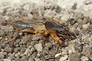 European Mole Cricket -Gryllotalpa gryllotalpa-, cleans one of its long feelers, Allgau, Bavaria, Germany