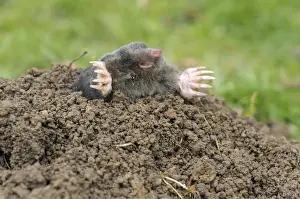 Looking Out Prints: European Mole -Talpa europaea-
