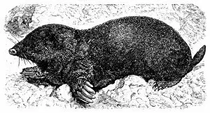 Images Dated 31st January 2016: European Mole (Talpa Europaea)