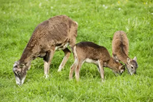 European Mouflon -Ovis ammon musimon-, female and two lambs eating grass, Thuringia, Germany