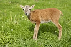 European Mouflon -Ovis ammon Musimon-, lamb, Thuringia, Germany