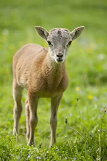 Images Dated 21st May 2012: European Mouflon -Ovis ammon Musimon-, lamb, Thuringia, Germany