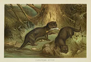 Images Dated 26th October 2018: European otter chromolithograph 1896