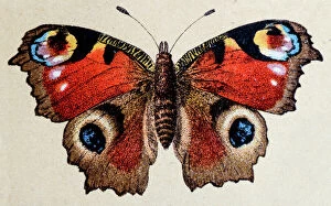 European Peacock (Aglais io), insect animals antique illustration