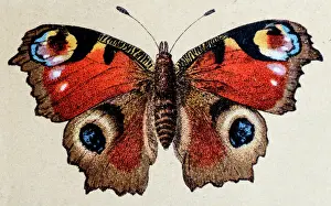 Moth Prints: European Peacock (Aglais io), insect animals antique illustration