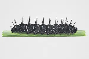 Caterpillar Prints: European Peacock (Inachis io), hairy caterpillar on narrow