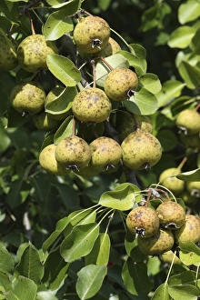 Branches Collection: European Pear (Pyrus pyraster) in an orchard meadow, Allgaeu, Bavaria, Germany, Europe