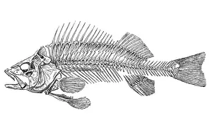 Animal Bone Prints: European perch skeleton (Perca fluviatilis)