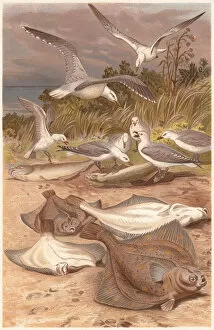 Images Dated 29th March 2014: European plaice (Pleuronectes platessa) and seagulls, lithograph, published 1884