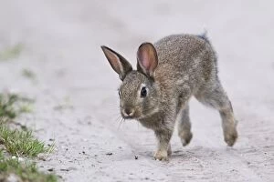 Images Dated 15th August 2018: European rabbit (Oryctolagus cuniculus), young animal runs at the wayside, Emsland