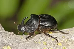 European rhinoceros beetle -Oryctes nasicornis-, male, Lake Kerkini region, Greece, Europe