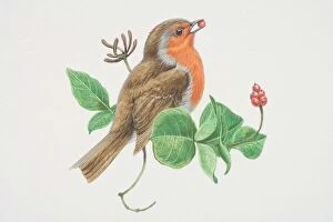 Birds Gallery: European Robin (Erithacus rubecula), illustration of bird with bright red breast